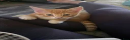 Mixed Breed cats for sale: Kittens looking for new home in Leigh - Advert 3