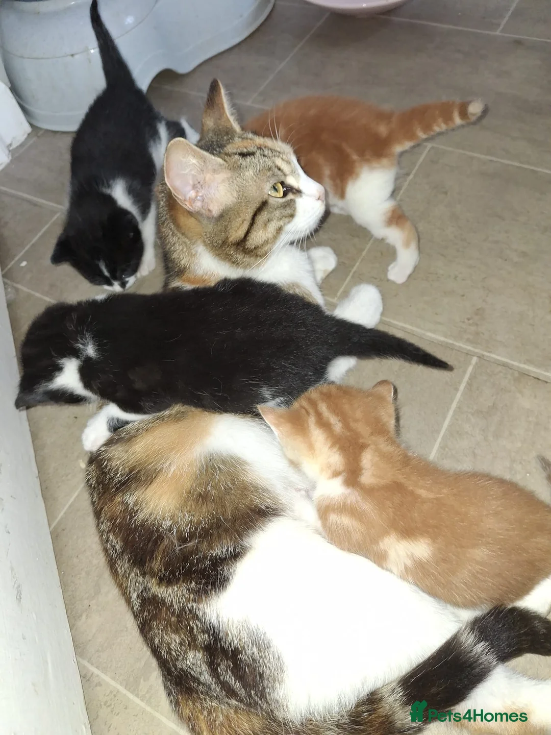 Mixed Breed cats for sale: Lovely kittens ready NOW!! - Advert 22