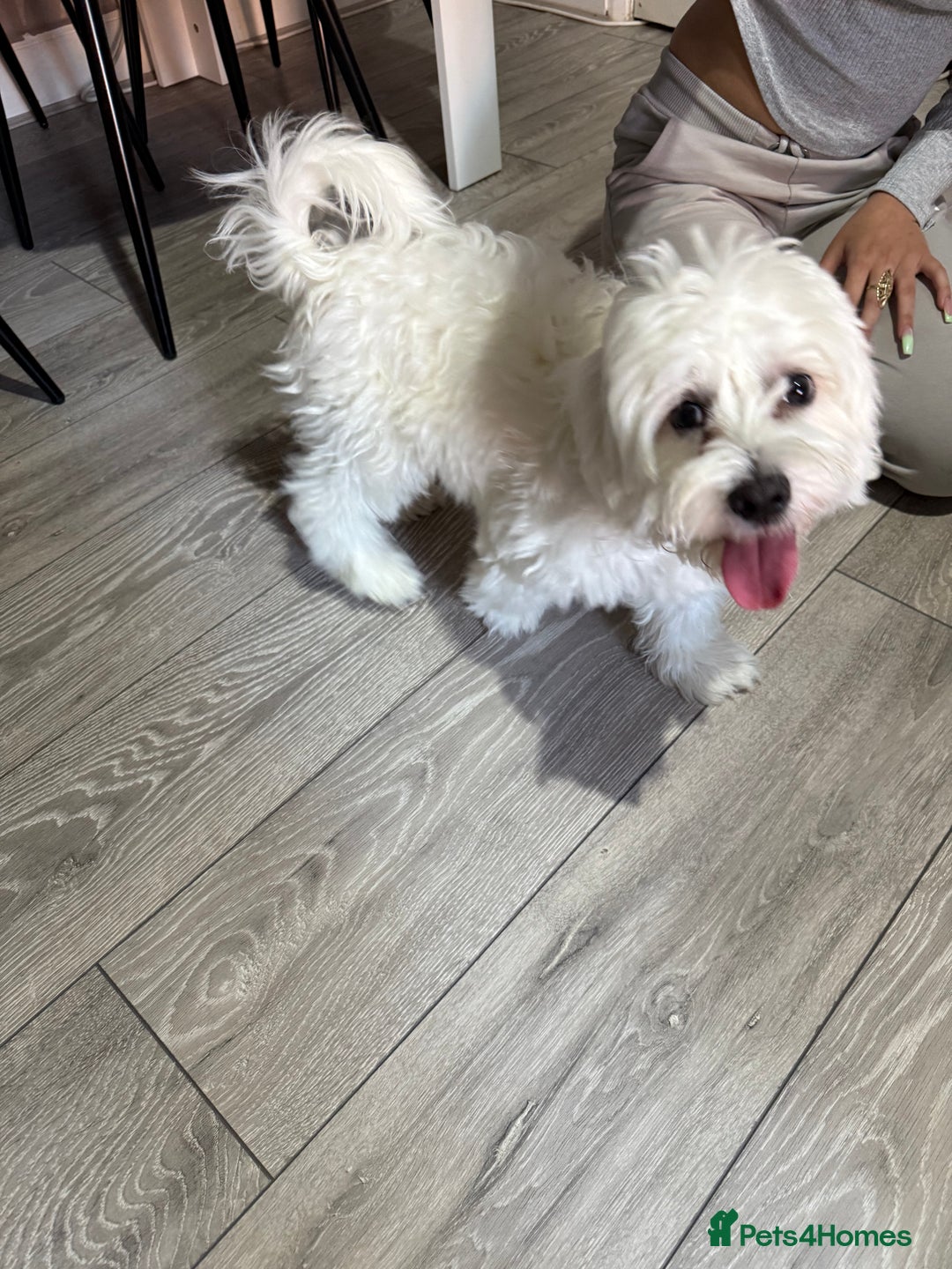 Maltese dogs for sale: Maltes - Image 1
