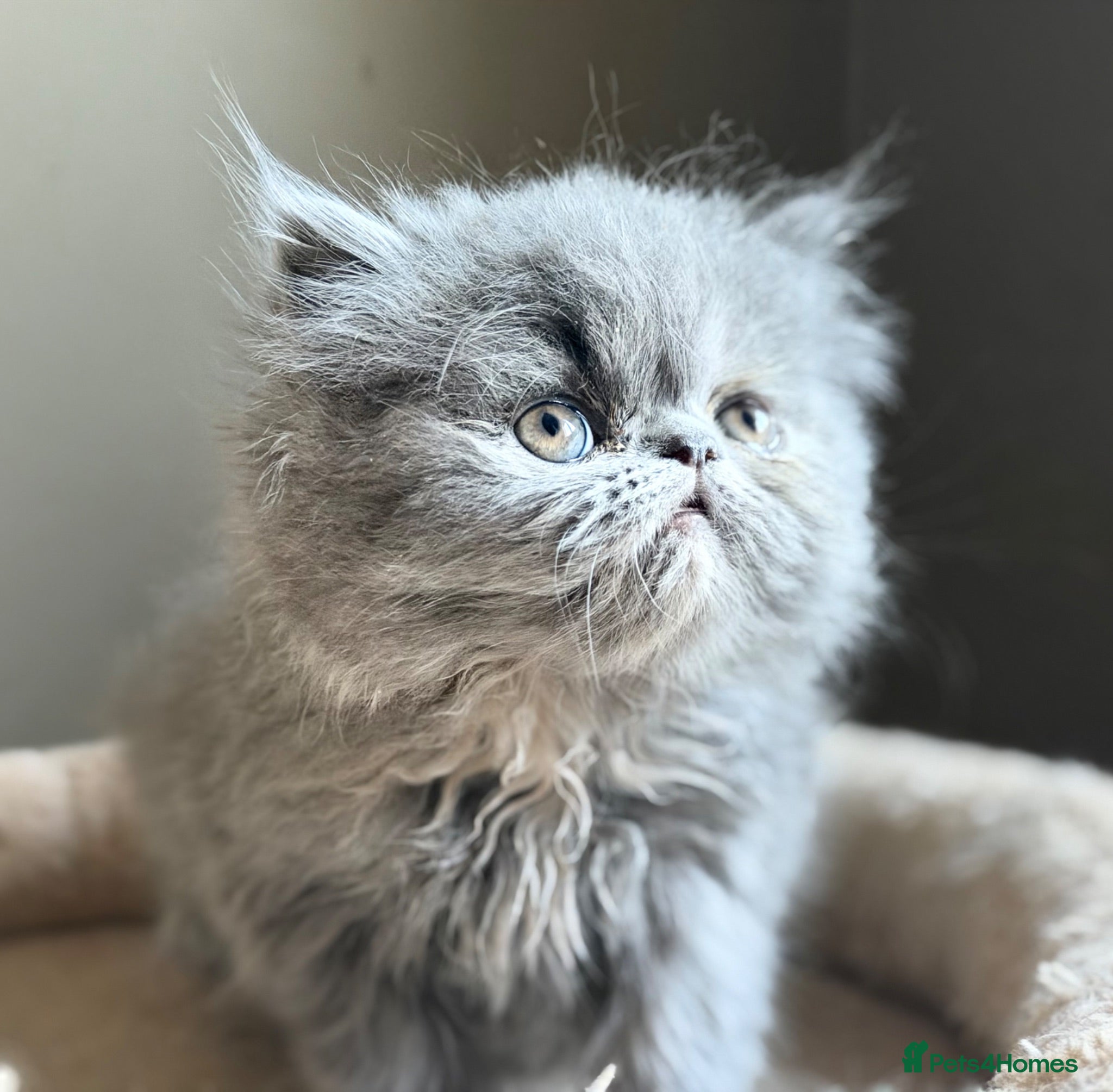 Persian cats Beautiful Persian kittens  - Advert 17