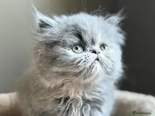 Persian cats Beautiful Persian kittens - Advert 17