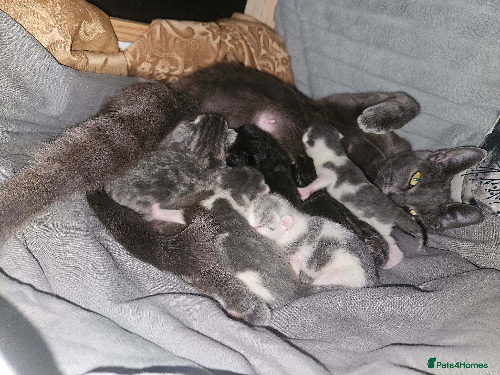 Mixed Breed cats 3 beautiful kittens for sale - Advert 1