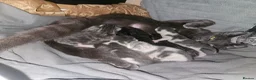 Mixed Breed cats for sale: 3 beautiful kittens for sale - Advert 1