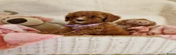 Cavapoo dogs for sale: 💖BEAUTIFUL LICENSED-BRED CAVAPOOS💖 - Advert 14