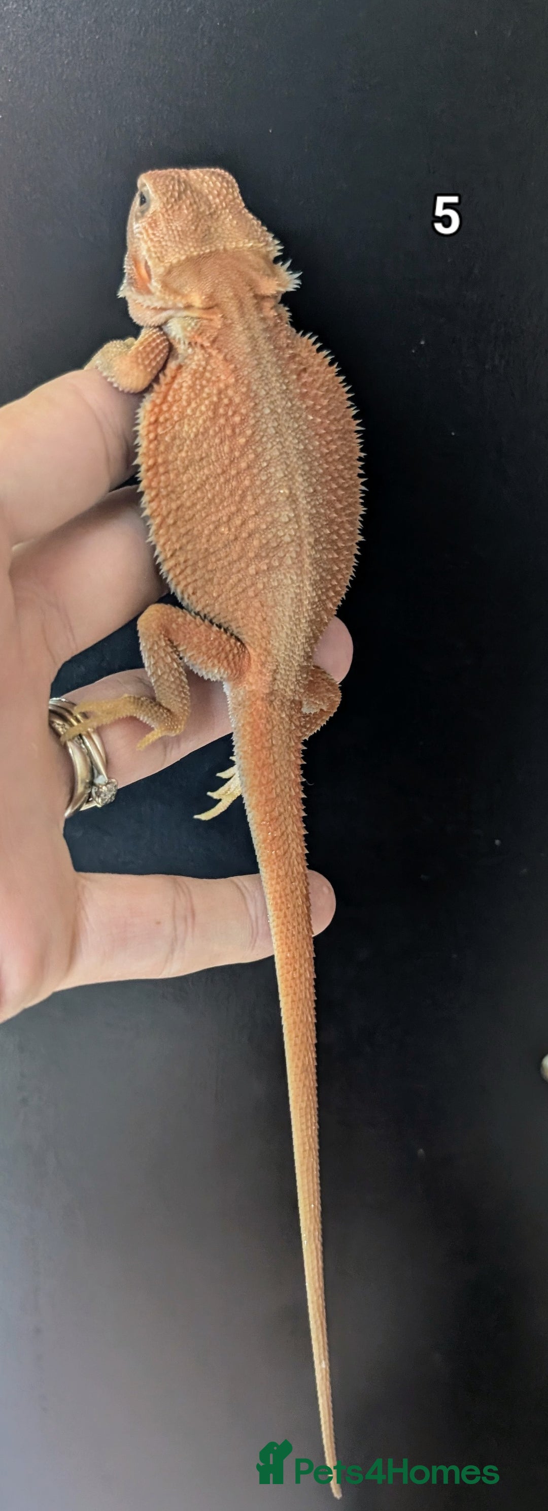 Bearded Dragon reptiles for sale: Witblits Bearded Dragon Babies ready now  - Image 13