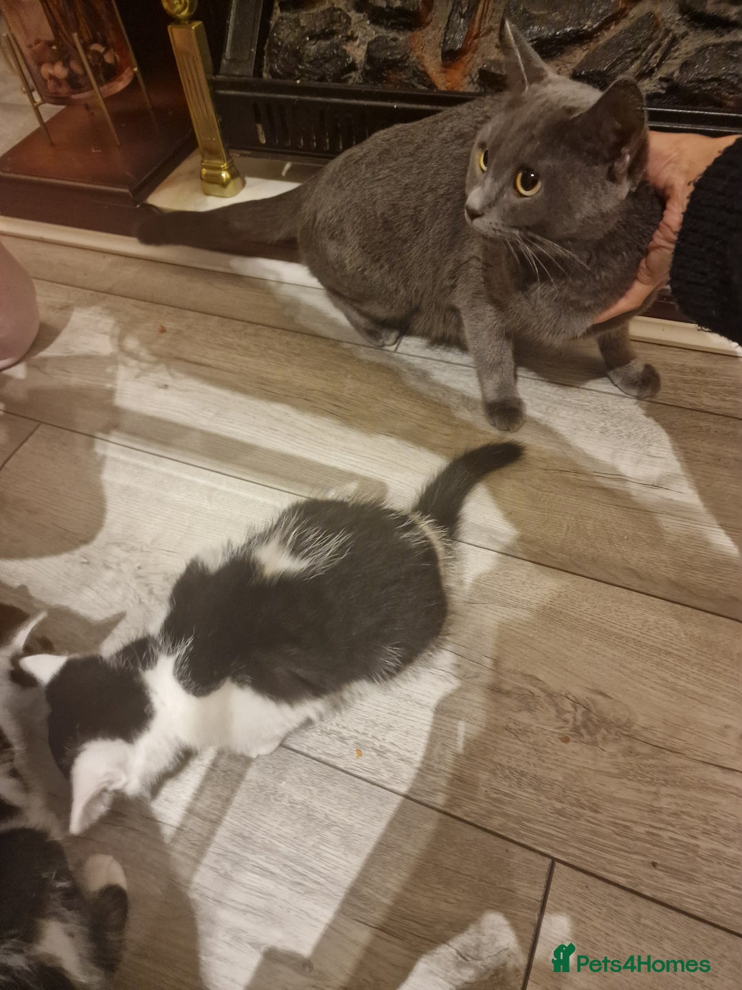 Mixed Breed cats for sale: Adorable Britishshorthair🐾 mixed looking for 🏠 - Advert 7
