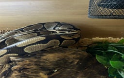 Python Snake reptiles for sale: Lovely healthy royal/ball python - Image 5