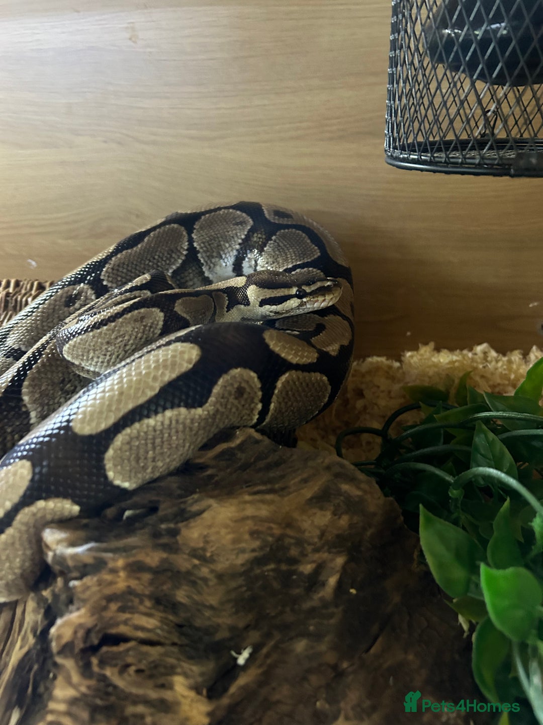 Python Snake reptiles for sale: Lovely healthy royal/ball python - Image 5