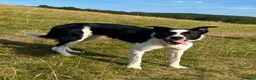 Border Collie dogs for sale: Goofy Border Collie - Advert 5