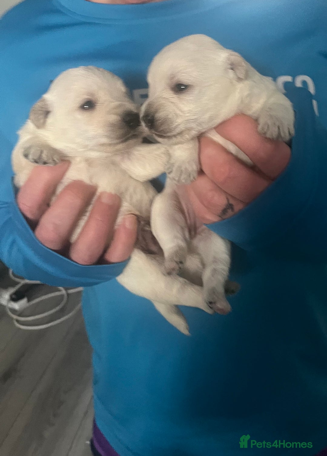 Mixed Breed dogs for sale: Westiepoo pups x2 - Advert 7