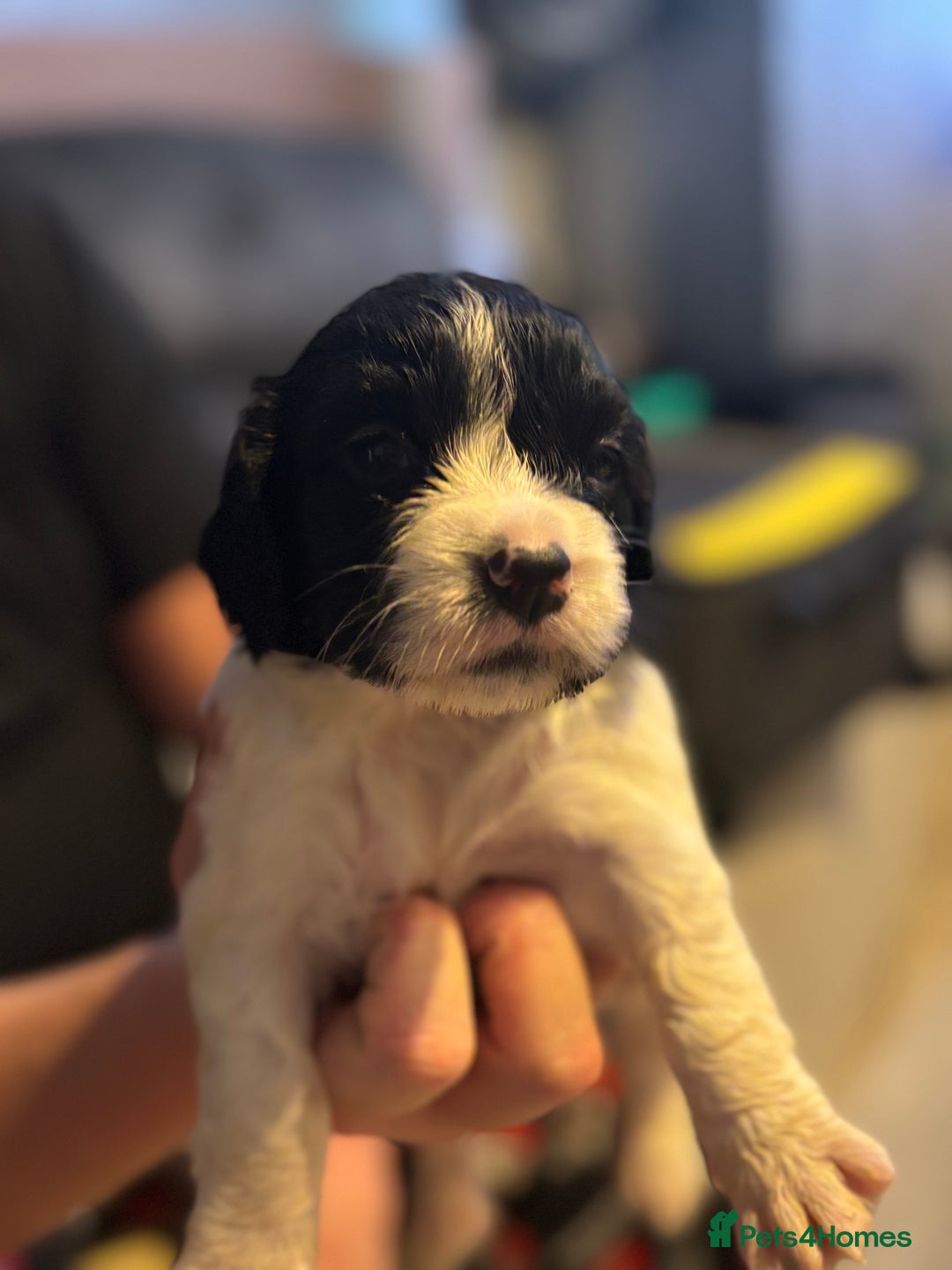 English Springer Spaniel dogs for sale: English Springer Spaniel Puppies  - Advert 15