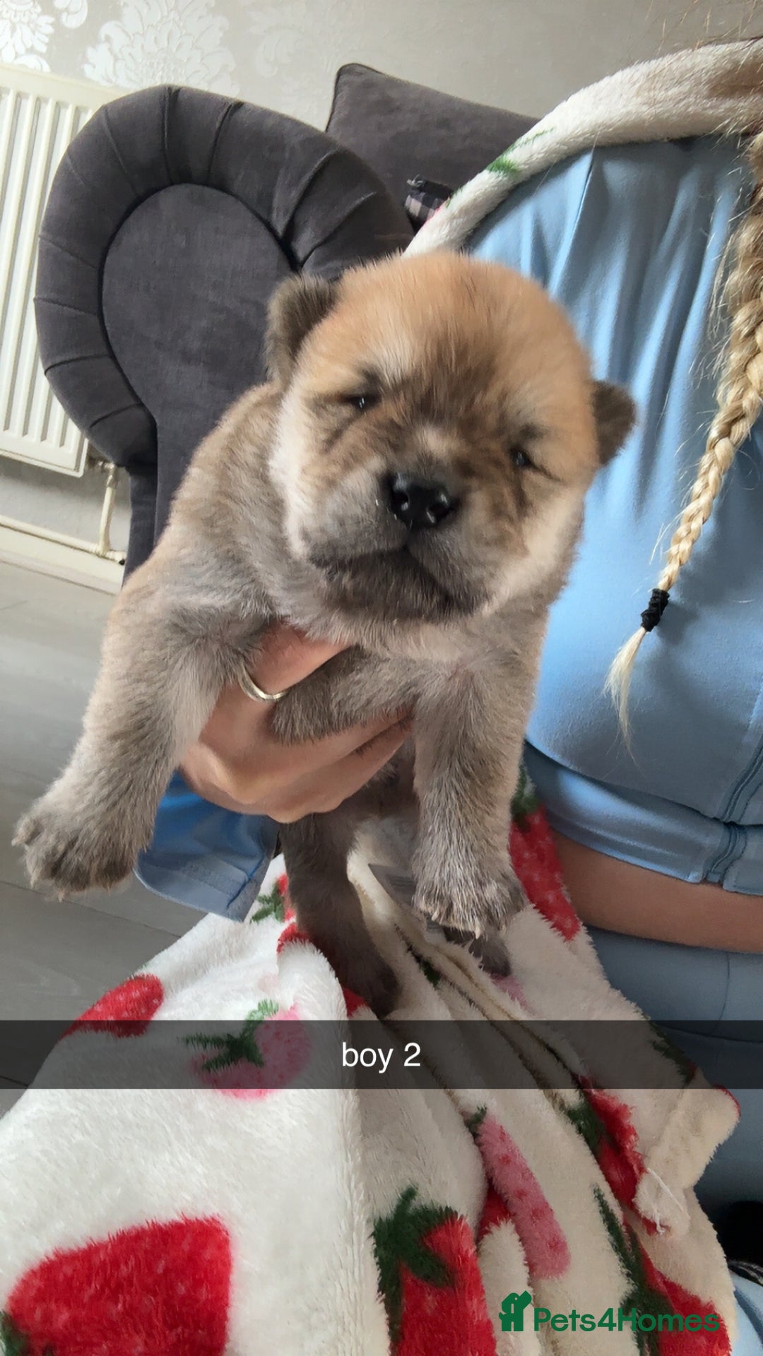 Chow Chow dogs for sale: chow chow puppies  - Image 3