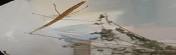 Stick Insects invertebrates for sale: India Stick Insects in Stirling - Advert 1