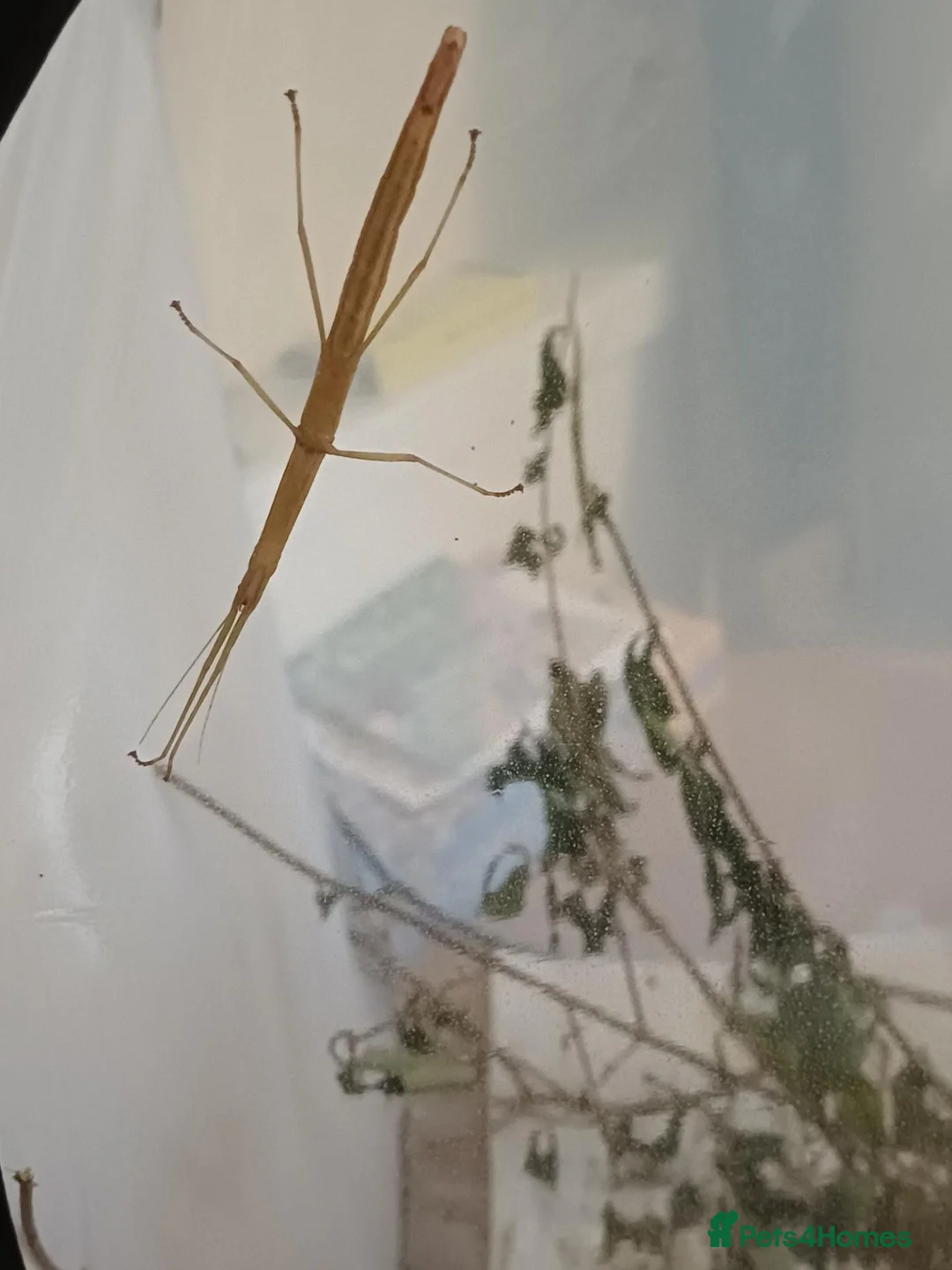 Stick Insects invertebrates for sale: India Stick Insects in Stirling - Advert 1