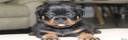 Rottweiler dogs for sale: Exceptional KC Pedigree Rottweilers - Advert 14