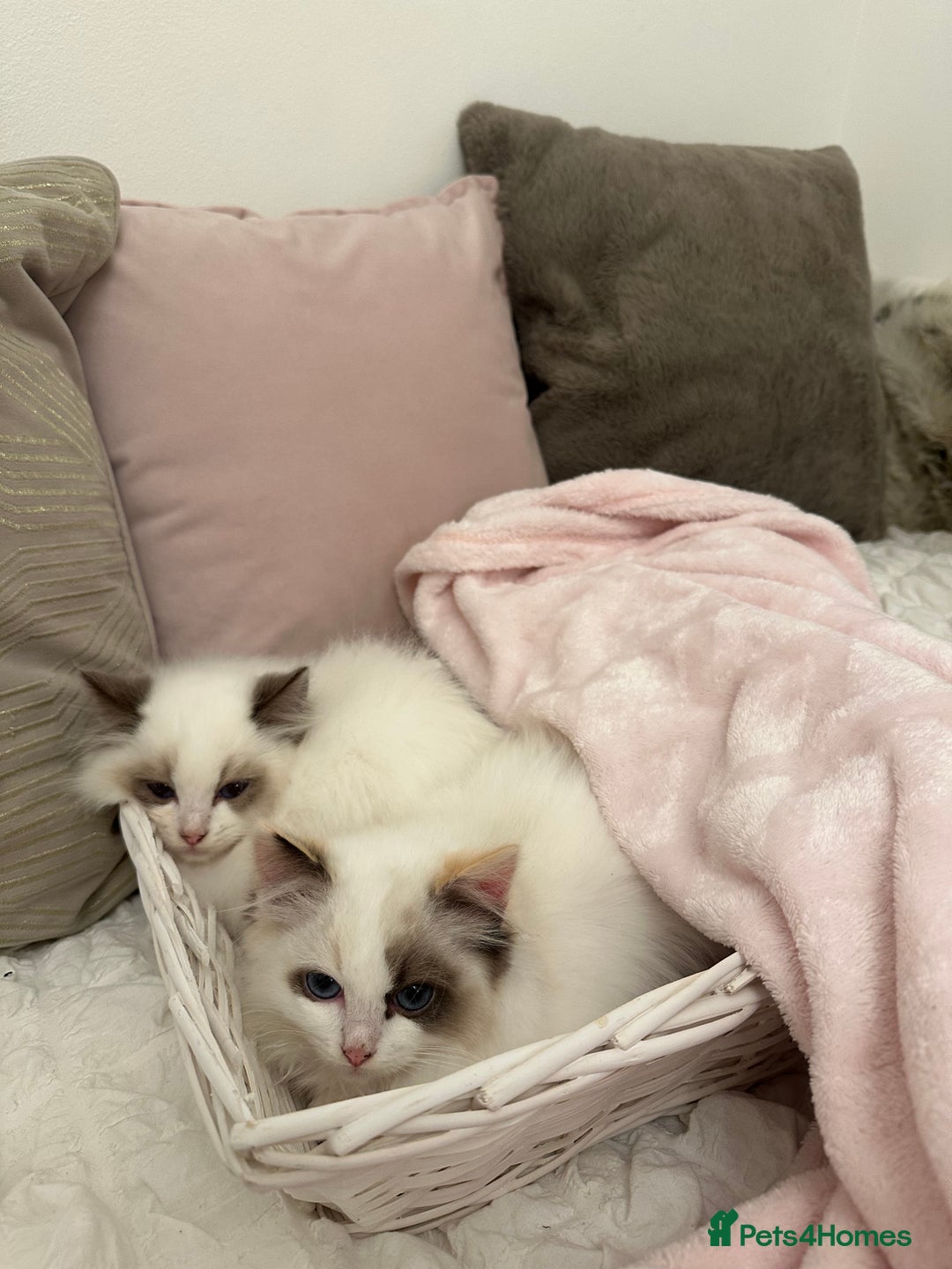 Ragdoll cats for sale: Gorgeous full pedigree ragdoll kittens - Advert 12