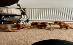 Miniature Dachshund dogs for sale: Miniature Dachshund Pups  in Banbury - Image 35