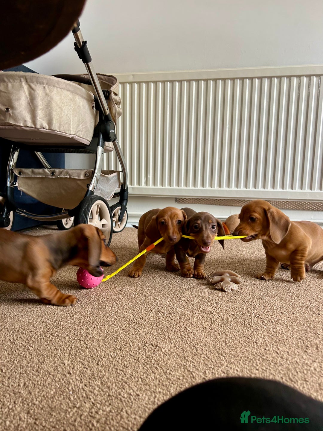 Miniature Dachshund dogs for sale: Miniature Dachshund Pups  in Banbury - Image 35
