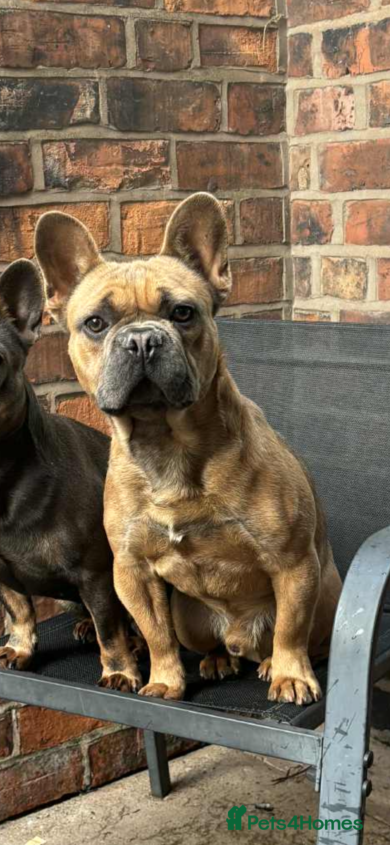 French Bulldog dogs BRUCE BEEDS A NEW HOME! - Advert 1