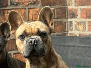 French Bulldog dogs BRUCE BEEDS A NEW HOME! - Advert 1