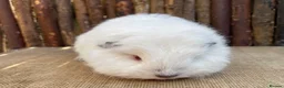 Guinea Pig rodents for sale: Swiss teddy babies - Advert 7