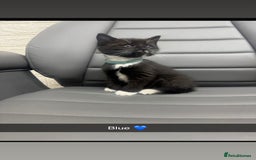 Mixed Breed cats for sale: 5 beautiful kittens  - Advert 6