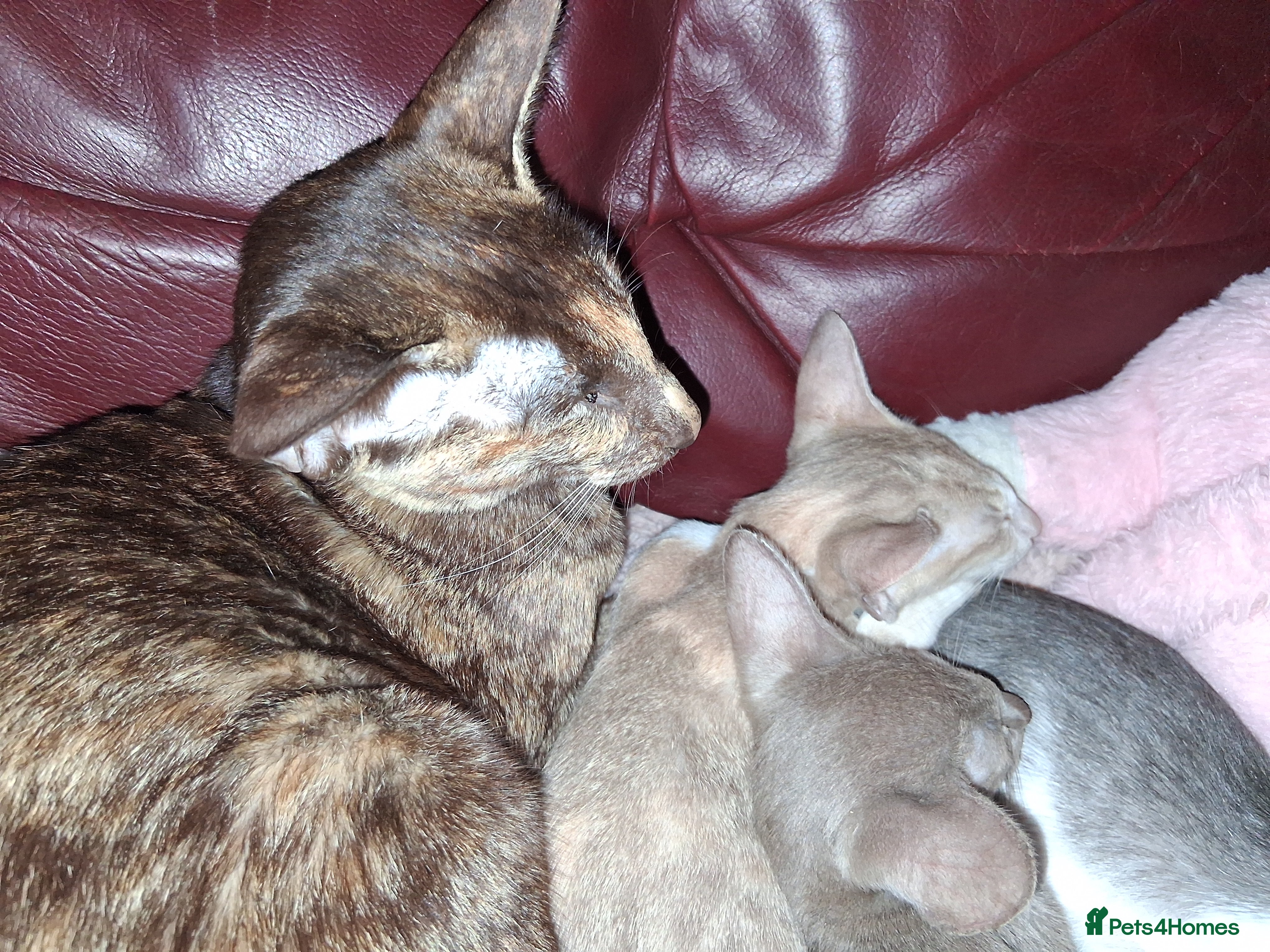 Oriental cats Stunning oriental girls ready 3.9.26 - Advert 13