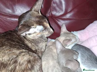 Oriental cats Stunning oriental girls ready 3.9.26 - Advert 13