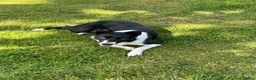 Border Collie dogs for sale: Mick  - Advert 5