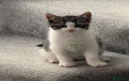 Oriental cats for sale: Beautiful kitten  - Image 1