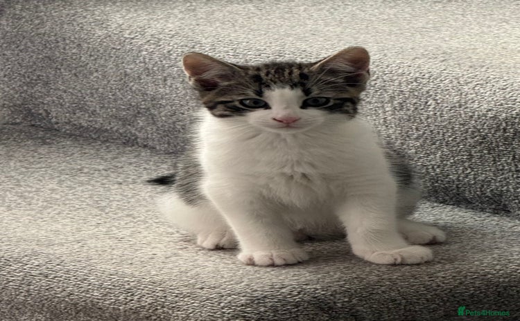 Oriental cats - Advert 1