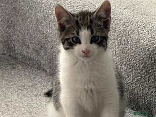 Domestic Shorthair cats - Advert 33