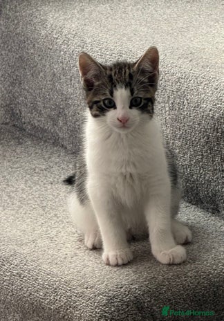 Domestic Shorthair cats - Advert 14