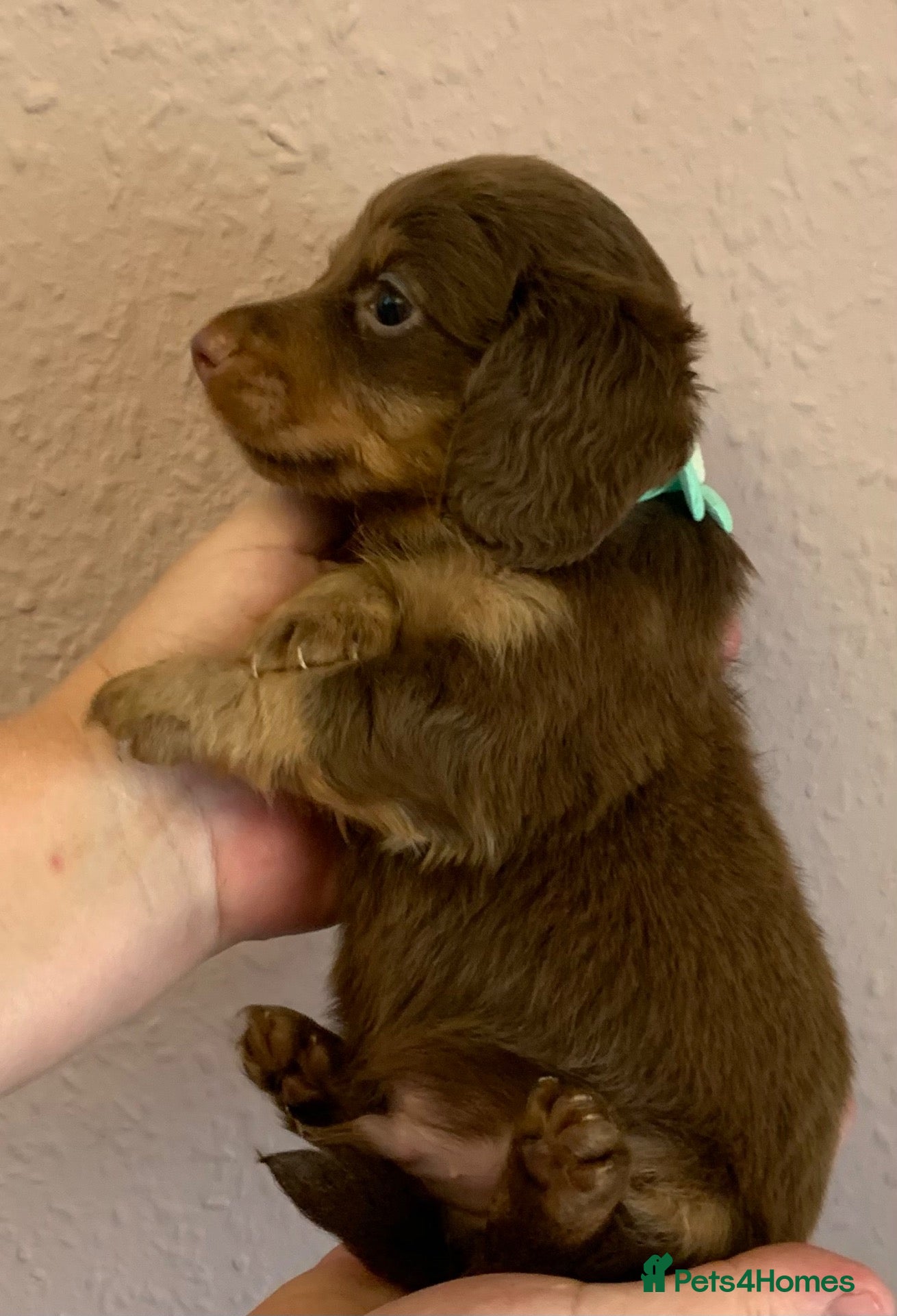 Miniature Dachshund dogs Just 1 long coat miniature dachshund pup left - Advert 15