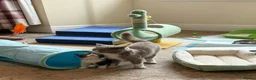 British Shorthair cats for sale: Playful, active, litter trained BSH cross kittens  in Pembroke - Advert 6