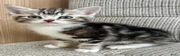 British Shorthair cats for sale: British Shorthair kittens. - Advert 11