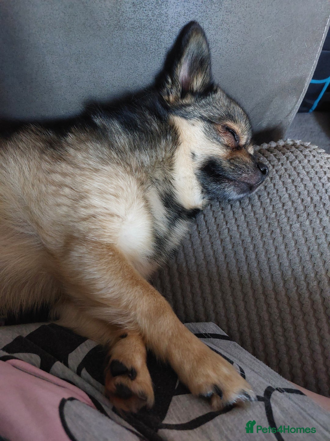 Mixed Breed dogs for sale: Rolo looking for his forever home  - Image 3