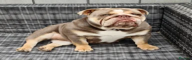 ENGLISH BULLDOG FEMALE LILAC TRI KC REGISTERED