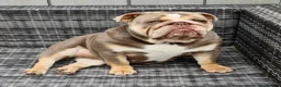 English Bulldog dogs for sale: ENGLISH BULLDOG FEMALE LILAC TRI KC REGISTERED  - Advert 1