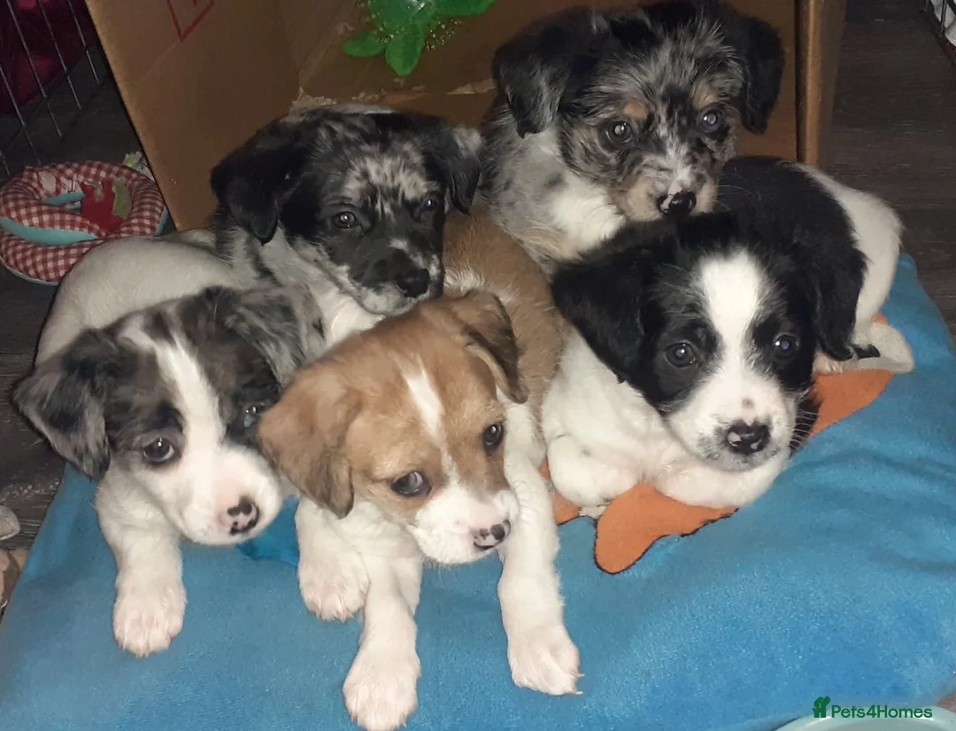 Mixed Breed dogs for sale: chinese crested x jack russell puppies for sale in Sutton-in-Ashfield - Advert 1