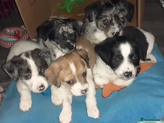 Mixed Breed dogs chinese crested x jack russell puppies for sale in Sutton-in-Ashfield - Advert 1