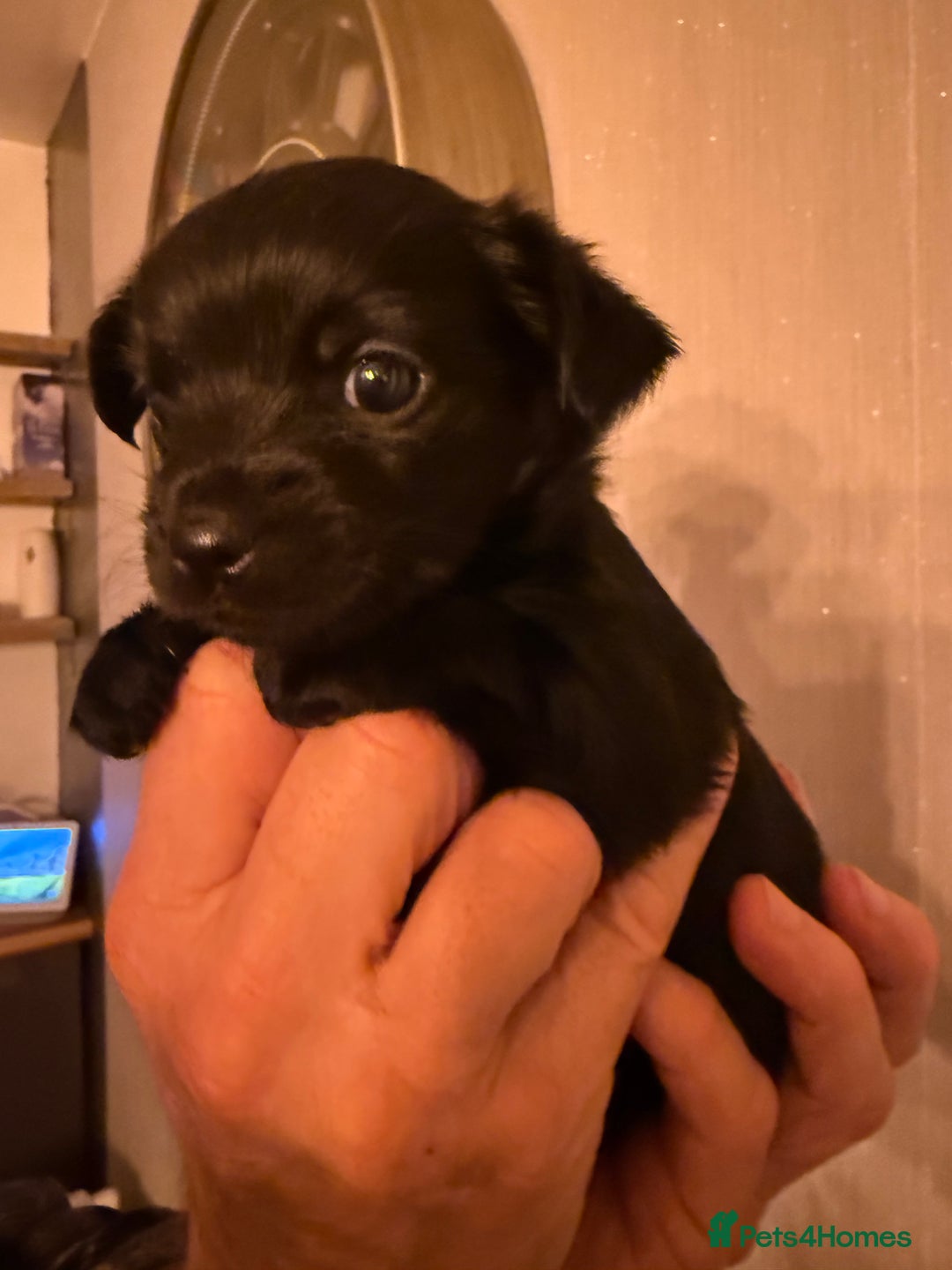 Yorkiepoo dogs for sale: Yorkipoos READY  **  EVE - Advert 8