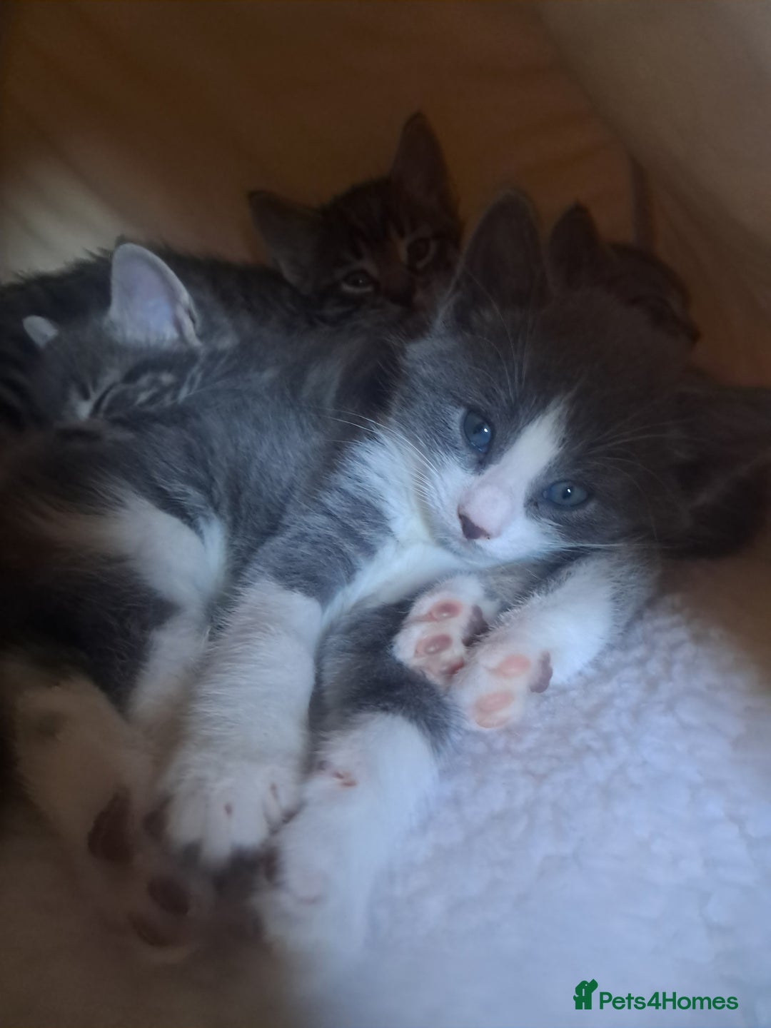 Mixed Breed cats for sale: 2 BEAUTIFUL BOY KITTENS AVAILABLE  - Image 18
