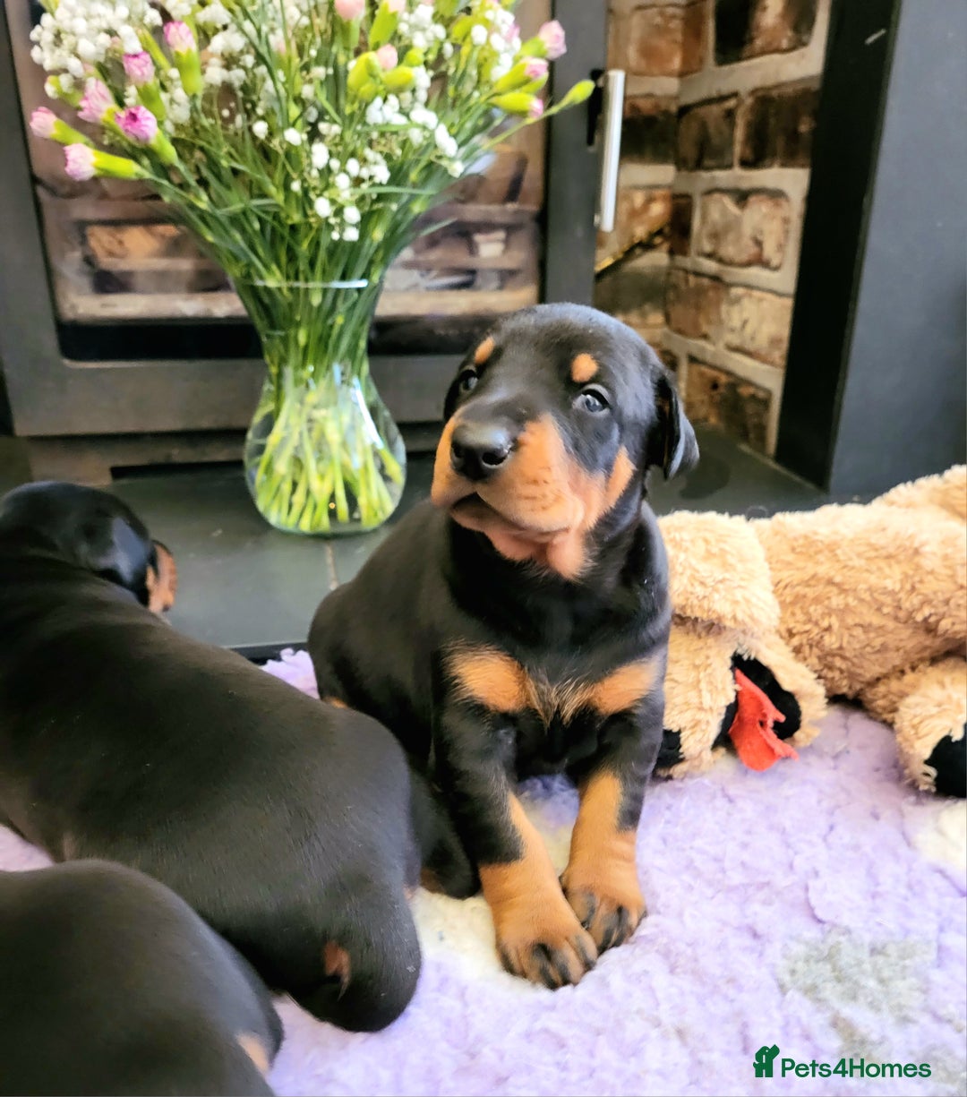 Dobermann dogs for sale: Gorgeous KC Dobermann Puppies  - Image 5