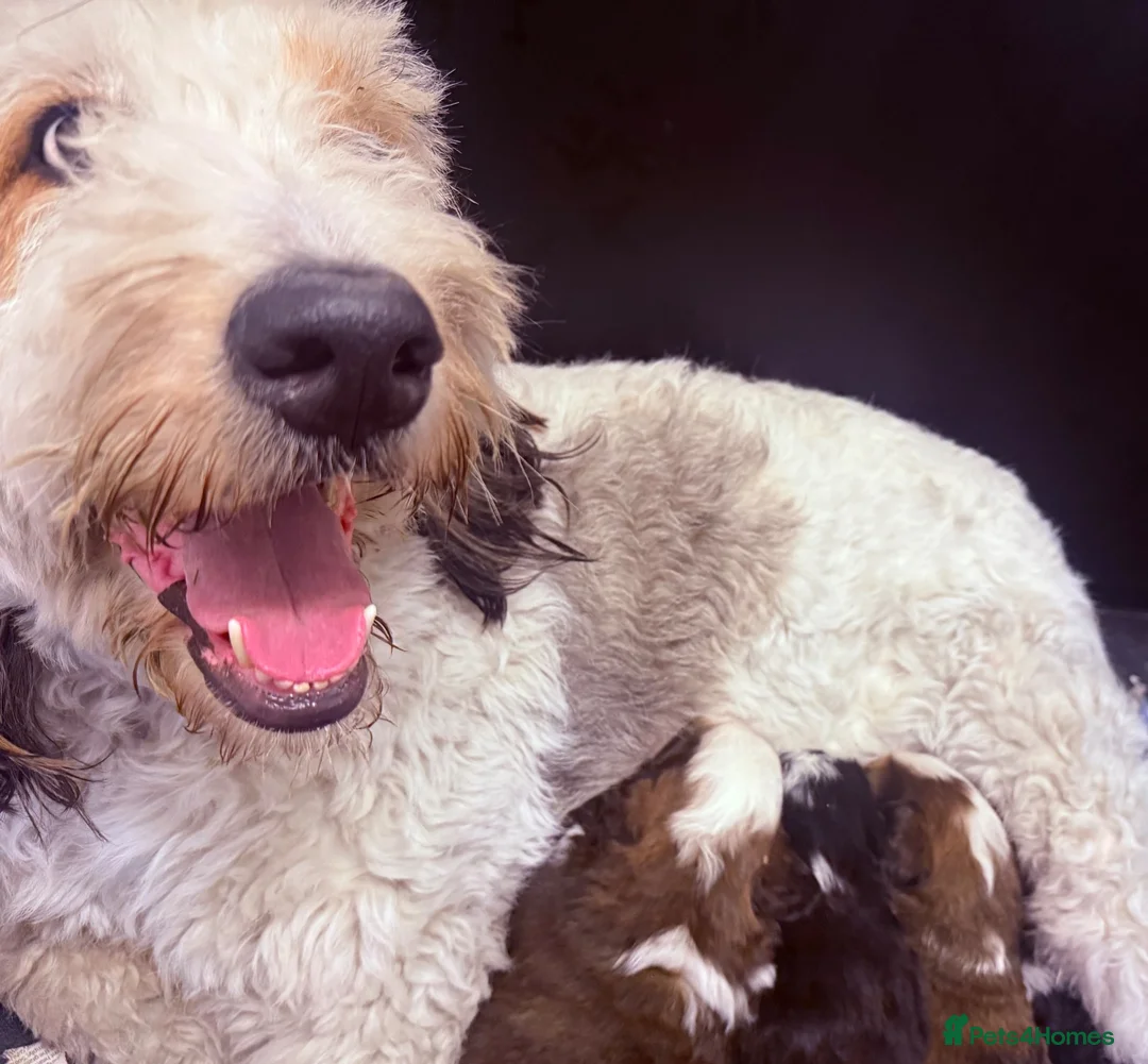 Bernedoodle dogs for sale: BERNIDOODLES F2 - Advert 8