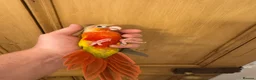 Conures birds for sale: Hand Reared Conures For Sale - Advert 15