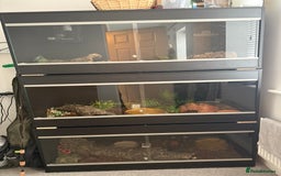 Snake reptiles for sale: Ball python & boa’s - Image 1