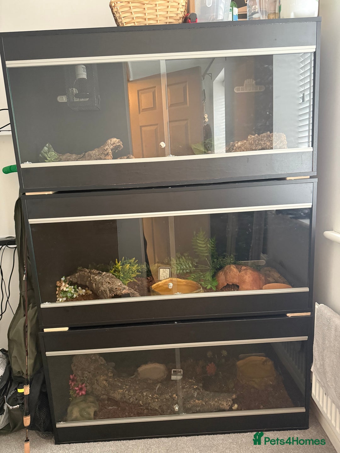 Snake reptiles for sale: Ball python & boa’s - Image 1