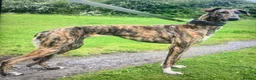 Lurcher dogs for sale: First cross saluki greyhounds  - Advert 13