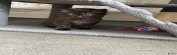 Mixed Breed cats for sale: Kittens for sale  - Advert 12